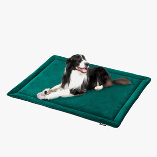 Dog bed on sale near clearance me